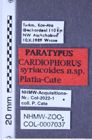 Etiketten zu Cardiophorus syriacoides (Platia & Cate, 2001) (NHMW-ZOO-COL-0007037)